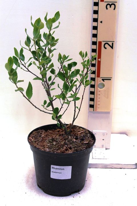 Rhamnus alaternus