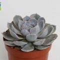 Echeveria minima