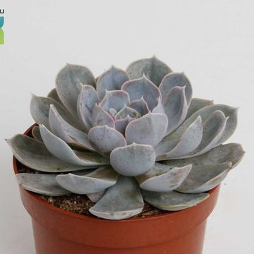 Echeveria minima
