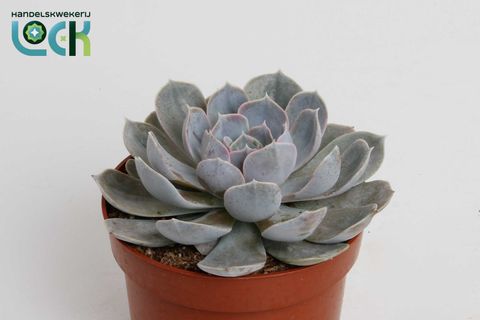 Echeveria minima