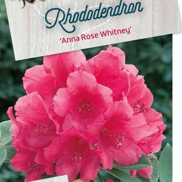 Rhododendron 'Anna Rose Whitney'