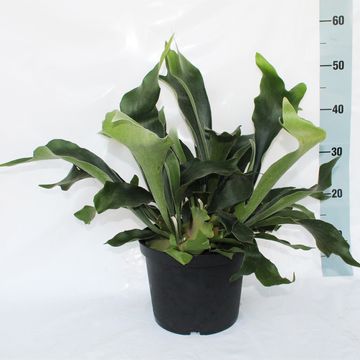 Platycerium bifurcatum