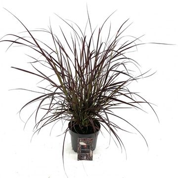 Pennisetum advena 'Rubrum'