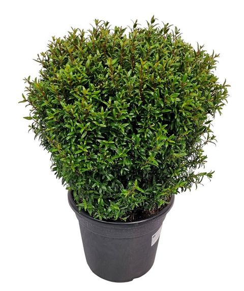 Myrtus communis