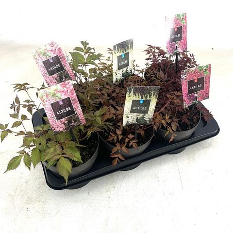 Astilbe JAPONICA MIX