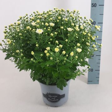 Chrysanthemum 'Jasoda White'