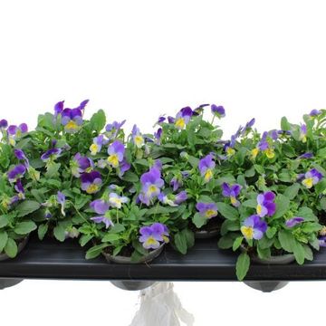 Viola DELTINI BLUE WITH PURPLE WING