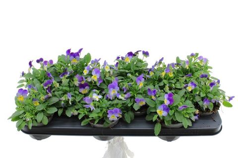 Viola DELTINI BLUE WITH PURPLE WING