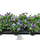 Viola DELTINI BLUE WITH PURPLE WING