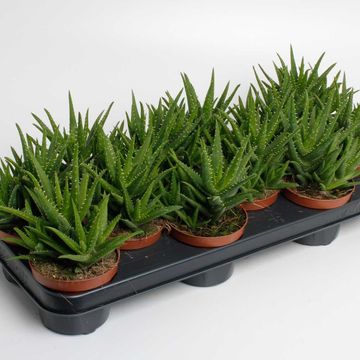 Aloe vera 'Verini'
