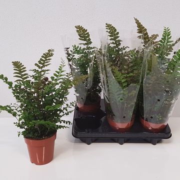 Didymochlaena truncatula