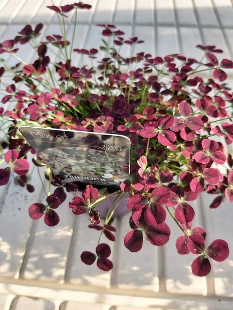 Trifolium repens 'Изабелла'