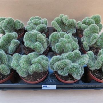 Cleistocactus samaipatanus cristata