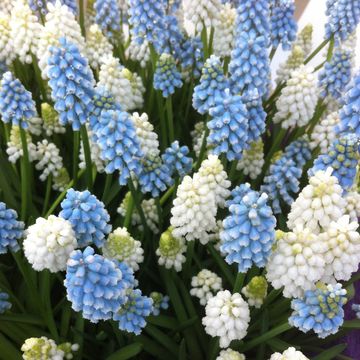 Muscari MIX IN POT