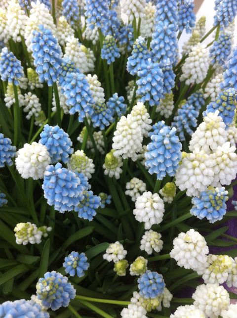 Muscari MIX IN POT