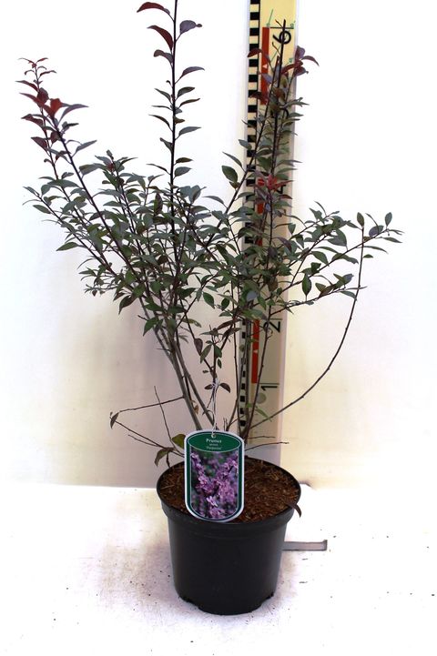Prunus spinosa 'Purpurea'