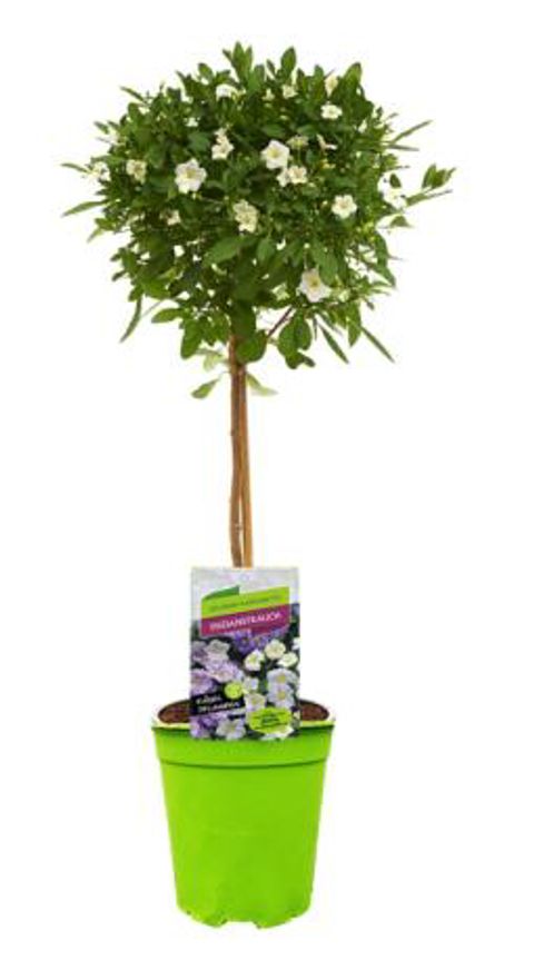 Solanum rantonnetii CHARLES WHITE