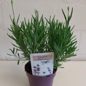 Lavandula angustifolia 'Think Twice'