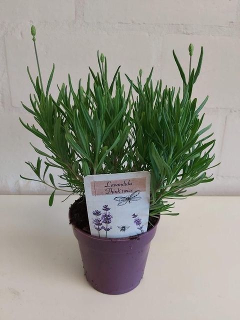 Lavandula angustifolia 'Think Twice'
