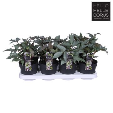 Helleborus x sternii 'Silver Dollar'