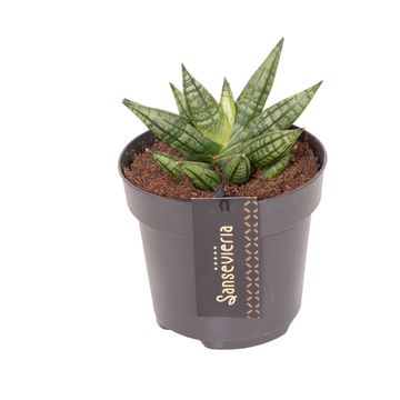 Sansevieria 'Inti Mini No.2'