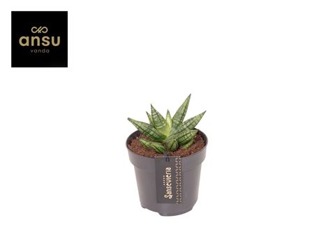 Sansevieria 'Inti Mini No.2'