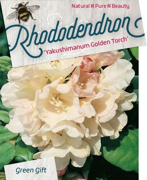 Rhododendron 'Голден Торч' (Y)