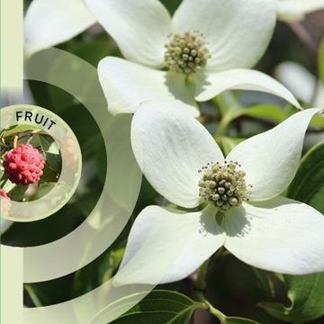 Cornus kousa 'China Girl'