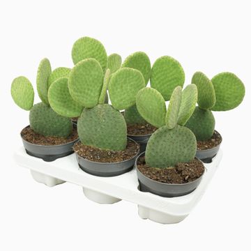 Opuntia microdasys inermis