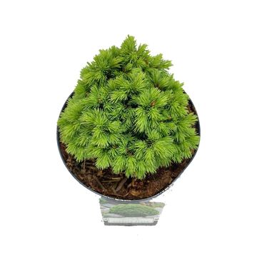 Picea glauca 'Альберта Глоб'