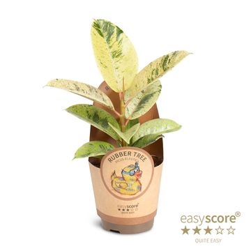Ficus elastica 'Shivereana'