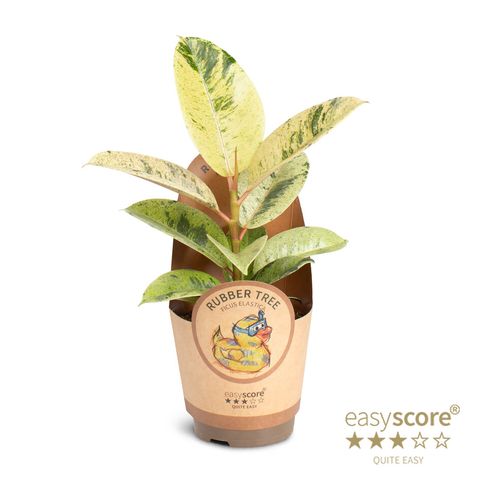 Ficus elastica 'Shivereana'
