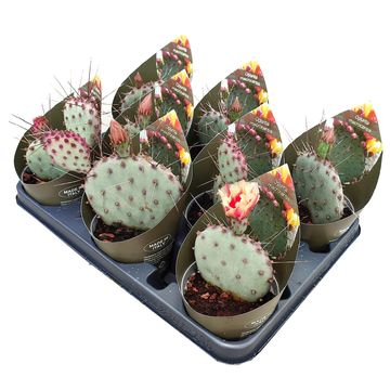 Opuntia macrocentra