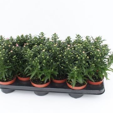 Aster STARLETTA PINK