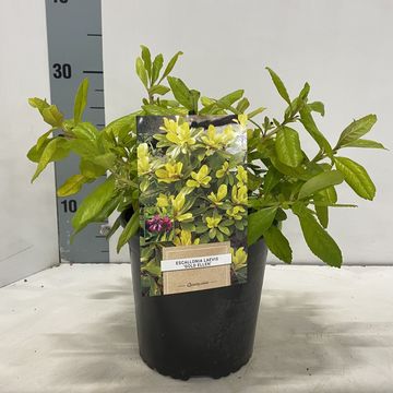 Escallonia laevis 'Gold Ellen'
