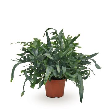 Phlebodium aureum 'Blue Star'