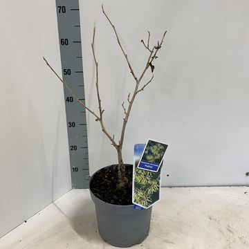 Hamamelis x intermedia 'Pallida'