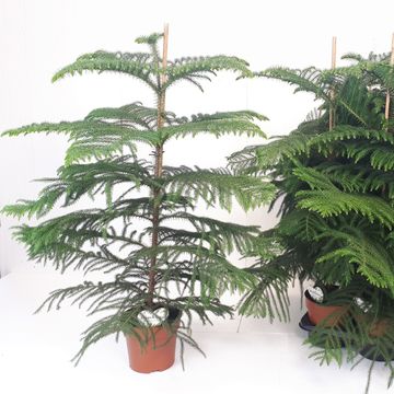 Araucaria heterophylla