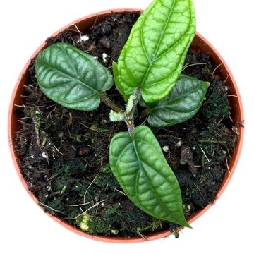 Piper parmatum