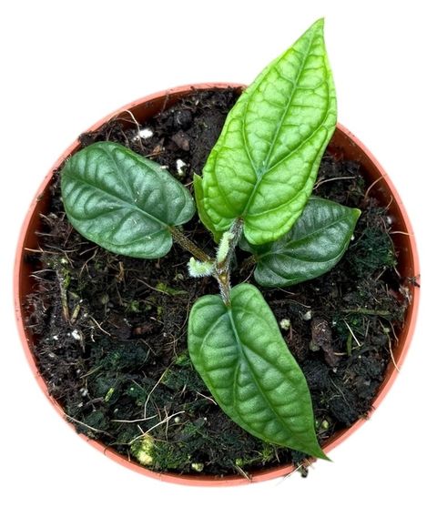 Piper parmatum