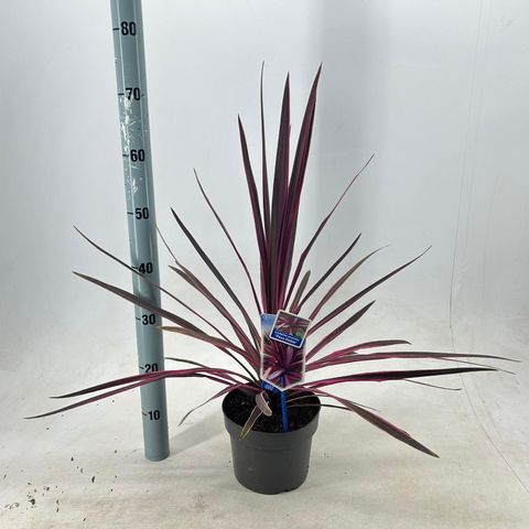 Cordyline 'Paso Doble'