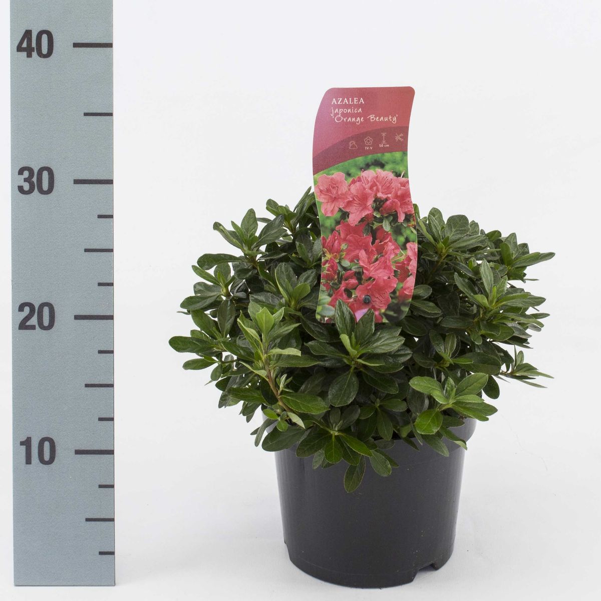 thuja smaragd versandkostenfrei Thuja 
