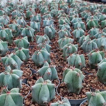 Echinocactus ingens