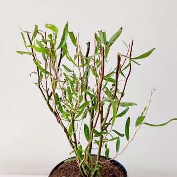 Salix babylonica 'Tortuosa'