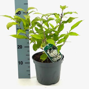 Callicarpa japonica 'Leucocarpa'