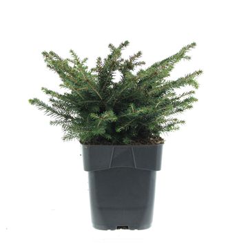 Picea abies 'Нидиформис'