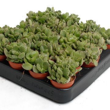 Cotyledon ladismithiensis 'Tanz'