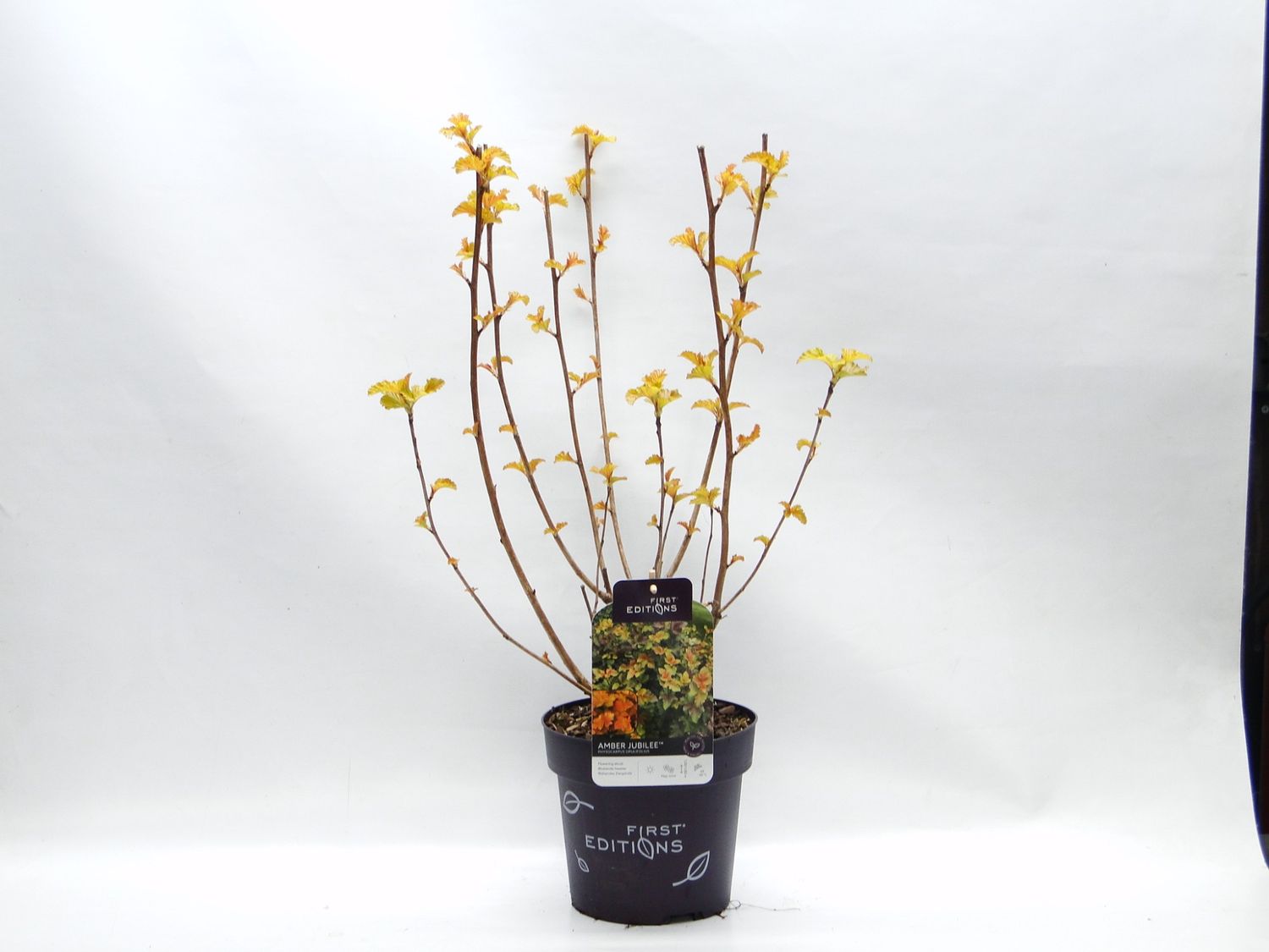 Physocarpus opulifolius AMBER JUBILEE — Plant Wholesale FlorAccess