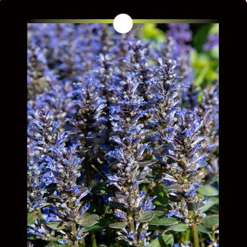 Ajuga 'Chocolate Chip'
