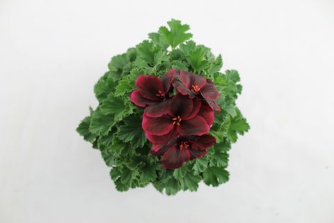 Pelargonium ARISTO SCHOKO